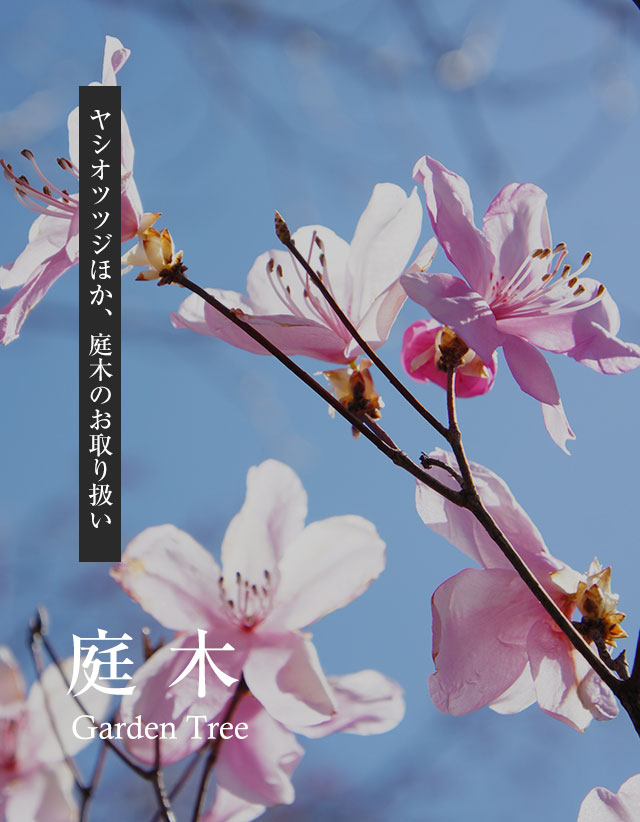 庭木：ヤシオオツツジほか庭木のお取り扱い